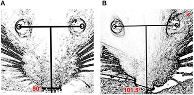 Efficacy of LED Photobiomodulation for Functional and Axonal Regeneration After Facial Nerve Section-Suture